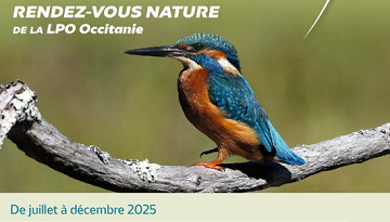 Un nouveau programme d’activités de la LPO pour ce second semestre 2025 en région Occitanie et Pays catalan !